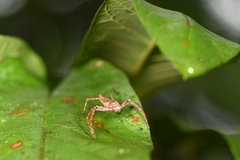 Hamadruas hieroglyphica