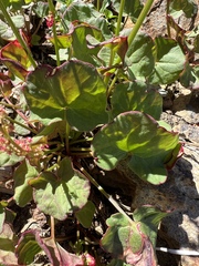 Oxyria digyna