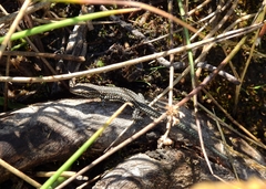 Podarcis guadarramae guadarramae