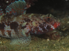 Gobius cruentatus