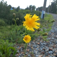 Sonchus arvensis uliginosus