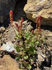 Oxyria digyna