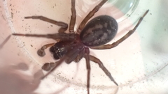Amaurobius