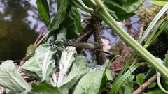 Ischnura