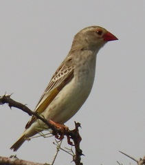 Quelea quelea lathamii