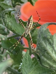 Argiope trifasciata