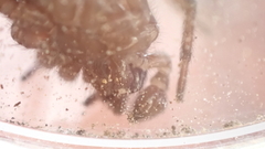 Amaurobius