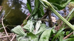 Ischnura