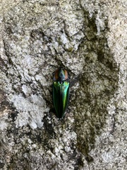 Campsosternus watanabei