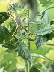 Argiope trifasciata