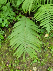 Matteuccia struthiopteris