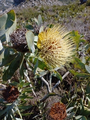 Protea nitida