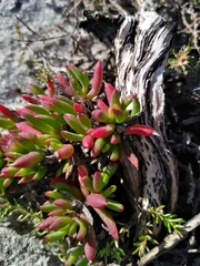 Lampranthus ceriseus