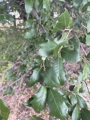 Quercus fusiformis