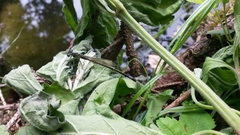 Ischnura