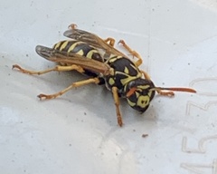 Polistes