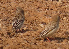 Quelea quelea lathamii