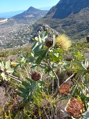 Protea nitida