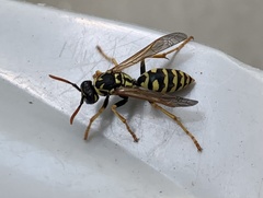 Polistes