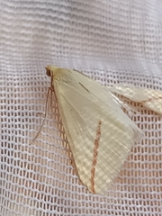 Rhodometra sacraria