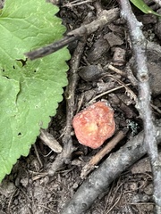 Russula rosacea