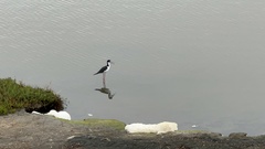 Himantopus mexicanus