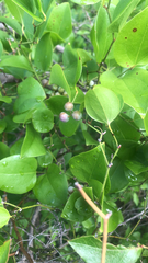 Smilax rotundifolia