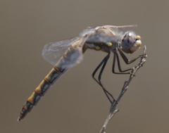 Sympetrum corruptum