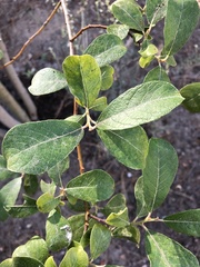 Salix scouleriana