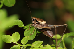 Pholidoptera griseoaptera
