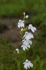 Habenaria