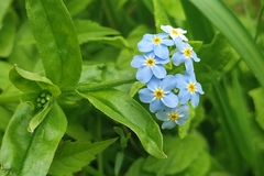 Myosotis scorpioides