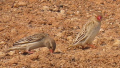 Quelea quelea lathamii