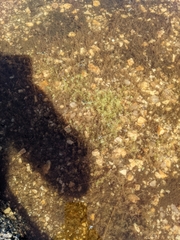 Callitriche
