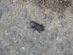 Dorcus parallelipipedus