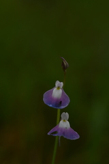 Utricularia