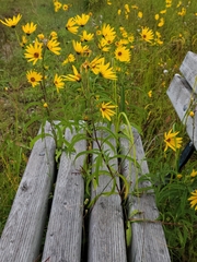 Helianthus maximiliani