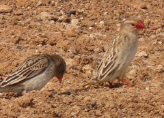 Quelea quelea lathamii