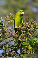 Psittacara holochlorus