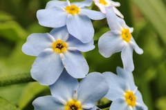 Myosotis scorpioides