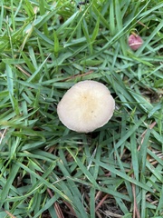 Psilocybe cubensis