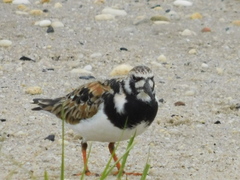 Arenaria interpres