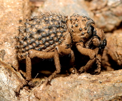 Brachycerus