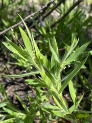 Dichanthelium acuminatum