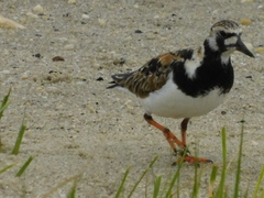 Arenaria interpres