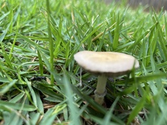Psilocybe cubensis