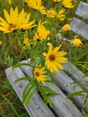 Helianthus maximiliani