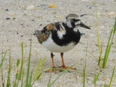 Arenaria interpres