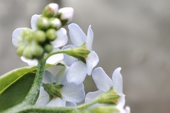 Myosotis scorpioides