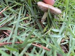 Psilocybe cubensis